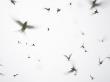Arctic Terns Flying Against White Sky, Motion Blur Abstract, Isle Of May, Scotland, Uk by Pete Cairns Limited Edition Print