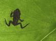 Common Frog Juvenile, Viewed Through Leaf, Belgium by Philippe Clement Limited Edition Print