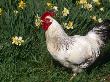 Domestic Chicken, Rooster Amongst Daffodils, Usa by Lynn M. Stone Limited Edition Print