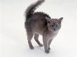 Domestic Cat, Blue Burmese Kitten, Frightened With Fur Raised Along Back And Tail Fluffed Up by Jane Burton Limited Edition Print
