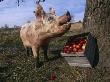 Domestic Pig, Feeding On Apples, Illinois, Usa by Lynn M. Stone Limited Edition Print