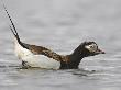 Long-Tailed Duck (Clangula Hyemalis) Male Leaning Forward In Water, Iceland by Markus Varesvuo Limited Edition Print