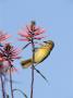 Hooded Oriole Female At Flower, Texas, Usa by Rolf Nussbaumer Limited Edition Print