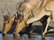 Red Hartebeest, Adults And Young Drinking, Etosha National Park, Namibia by Tony Heald Limited Edition Print