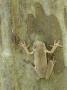 Mexican Treefrog Camouflaged On Tree Bark, Texas, Usa by Rolf Nussbaumer Limited Edition Print