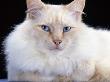 Domestic Cat, Red / Flame Male Birman by Jane Burton Limited Edition Print