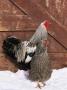 Silver Pencilled Wyandotte Domestic Chicken Pair, In Snow, Usa by Lynn M. Stone Limited Edition Print