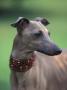 Fawn Whippet Wearing A Collar, Lookig Away by Adriano Bacchella Limited Edition Print