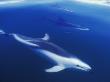Dusky Dolphins Just Below Surface, False Bay, South Africa by Tony Heald Limited Edition Print