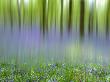 Bluebells In Beech Wood Abstract, Scotland, Uk by Pete Cairns Limited Edition Print