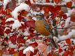 American Robin, Female Feeding In Black Hawthorn, Grand Teton National Park, Wyoming, Usa by Rolf Nussbaumer Limited Edition Pricing Art Print