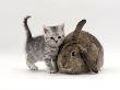 Domestic Cat, Silver Spotted Kitten With Agouti Lop Rabbit by Jane Burton Limited Edition Print