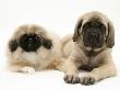 Pekingese And English Mastiff Puppies by Jane Burton Limited Edition Print