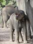 Baby Indian Elephant, Will Be Trained To Carry Tourists, Bandhavgarh National Park, India by Tony Heald Limited Edition Print