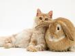 Red Silver Turkish Angora Cat And Sandy Lop Rabbit Snuggling Together by Jane Burton Limited Edition Print
