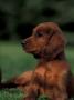 Irish / Red Setter Puppy Lying On Grass by Adriano Bacchella Limited Edition Print
