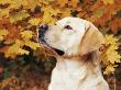 Labrador Retriever, Illinois, Usa by Lynn M. Stone Limited Edition Pricing Art Print