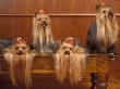Domestic Dogs, Four Yorkshire Terriers On A Table With Hair Tied Up And Very Long Hair by Adriano Bacchella Limited Edition Print