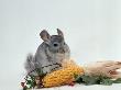 Long-Tailed Chinchilla by Steimer Limited Edition Print
