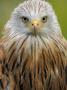 Red Kite, Iucn Red List Of Endangered Species Captive, France by Eric Baccega Limited Edition Print