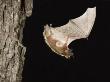 Evening Bat Flying At Night From Nest Hole In Tree, Rio Grande Valley, Texas, Usa by Rolf Nussbaumer Limited Edition Print