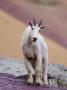 Mountain Goat Adult In Summer Coat, Glacier National Park, Montana, Usa by Rolf Nussbaumer Limited Edition Print