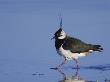 Northern Lapwing Adult Wading, National Park Lake Neusiedl, Austria by Rolf Nussbaumer Limited Edition Print