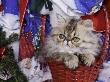 Persian Cat Brown Tabby Kitten In Basket, Texas, Usa by Rolf Nussbaumer Limited Edition Print