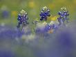 Wildflower Field With Texas Bluebonnet, Comal County, Hill Country, Texas, Usa, March 2007 by Rolf Nussbaumer Limited Edition Print