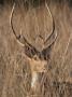 Chital Spotted Deer Male In Grass, Ranthambore Np, Rajasthan, India by Jean-Pierre Zwaenepoel Limited Edition Print