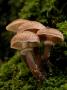 Toadstools Of Honey Fungus, Shaugh Bridge, Dartmoor Np, Devon, Uk by Ross Hoddinott Limited Edition Print