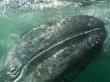 Grey Whale Calf With Mother Behind, San Ignacio Lagoon, Baja California, Mexico by Mark Carwardine Limited Edition Print