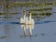 Two Mute Swans On Water, Hornborgasjon Lake, Sweden by Inaki Relanzon Limited Edition Print