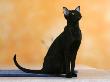 Oriental Shorthair Cat, Black Ebony by Petra Wegner Limited Edition Print