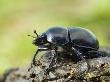 Dor Beetle On Dung, Wales, Uk by Andy Sands Limited Edition Print