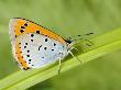 Large Copper Butterfly Wings Closed With Proboscis Fully Extended, Uk by Andy Sands Limited Edition Print