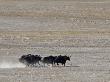 Herd Of Wild Yaks Running Across The Chang Tang Nature Reserve Of Central Tibet., December 2006 by George Chan Limited Edition Print