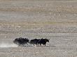 Herd Of Wild Yaks Running Across The Chang Tang Nature Reserve Of Central Tibet., December 2006 by George Chan Limited Edition Print