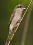 Brown Shrike Bandhavgarh Np, Madhya Pradesh, India, March by Tony Heald Limited Edition Print