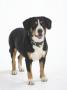 Entlebucher Mountain Dog Standing by Petra Wegner Limited Edition Print
