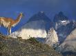 Guanaco With Mountains Behind, Torres Del Paine Np, Patagonia, Chile by Inaki Relanzon Limited Edition Print