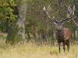 Red Deer Stag With Vegetation On Antlers During Rut, Dyrehaven, Denmark by Edwin Giesbers Limited Edition Print