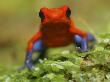 Strawberry Poison Arrow Dart Frog, Costa Rica by Edwin Giesbers Limited Edition Print
