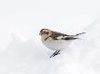 Snow Bunting In Snow, Cairngorms, Scotland, Uk by Andy Sands Limited Edition Print