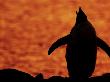 Gentoo Penguin Silhouetted At Sunset, Calling, Antarctica by Edwin Giesbers Limited Edition Print