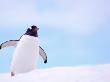 Gentoo Penguin On Snowline, Antarctica by Edwin Giesbers Limited Edition Print