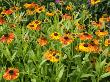 Helenium, Moerheim Beauty Variety Flowering In Summer Garden, Norfolk, Uk by Gary Smith Limited Edition Print