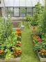 Summer Garden With Mixed Vegetables And Flowers Growing In Raised Beds With Marigolds, Norfolk, Uk by Gary Smith Limited Edition Print