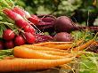 Freshly Harvested Carrots, Beetroot And Radishes From A Summer Garden, Norfolk, July by Gary Smith Limited Edition Print