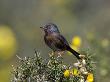 Dartford Warbler Perched On Gorse, Surrey, England, Uk by Andy Sands Limited Edition Print